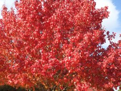 trees red.jpg