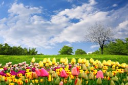 depositphotos_5257467-stock-photo-springtime-tulips.jpg