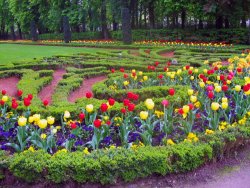 TulipsFeature.jpg