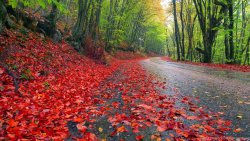 161213_autumn-rain-washed-wallpapers-nature_2304x1440_h.jpg