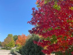 fall reds.jpg