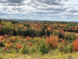fall bushes.jpg