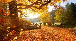 fall_650x350.jpg
