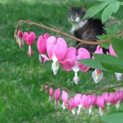 bleeding-hearts-nh.jpg