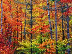 1200px-New_hampshire_colors.jpg