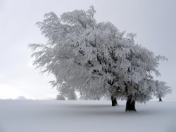 tree-in-winter-snow.jpg