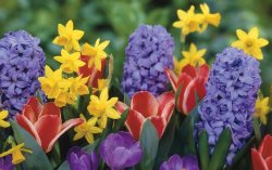 daffodils-tulips-crocus-hyacinth-flowers-wallsank-flowers-photo-daffodil-flower-hd-wallpaper-8...jpg