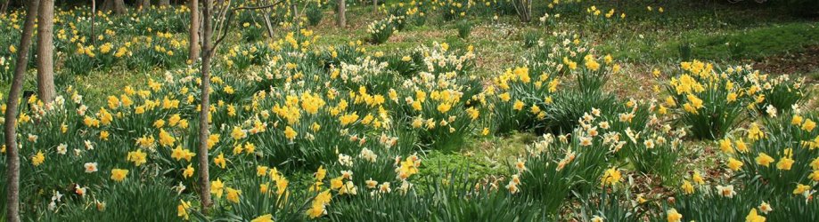 spring-blithewold-bristol-rhode-island_0.jpg