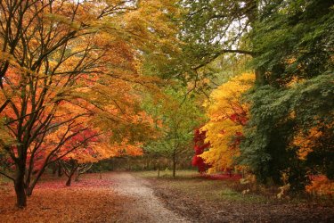 Autumn Colours at Queenswood.jpg.gallery.jpg