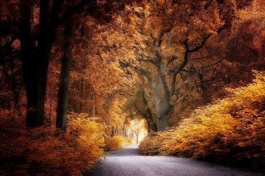 road-autumn-park-hd-wallpaper-preview.jpg