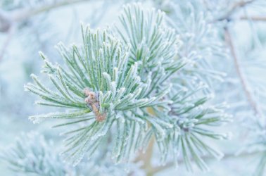 winter-pine.jpg