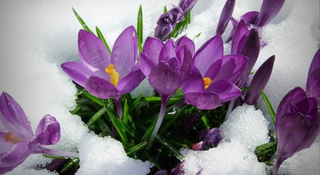POLLACK-Susan-Spring-Banner-1000x547.jpg