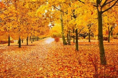 f - Depositphotos_3707017_m-2015.jpg