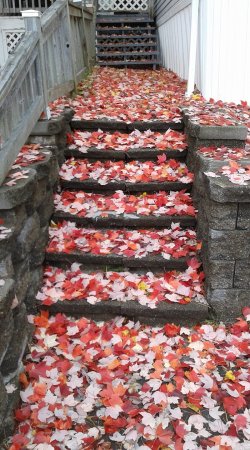 lots of leaves.jpg