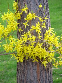 img_0122-forsythia-and-tree.jpg