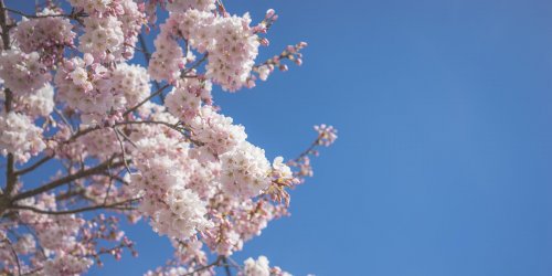 delicate-pink-and-white-cherry-blossoms-against-blue-sky.jpg