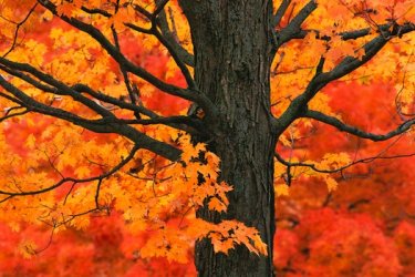 f - new-england-autumn-trees-new-england-fall-scenery1.jpg
