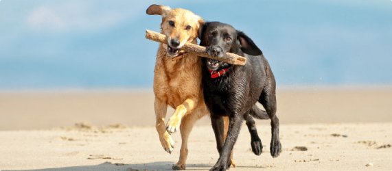 Dogs_on_the_beach_carrying_stick.jpg