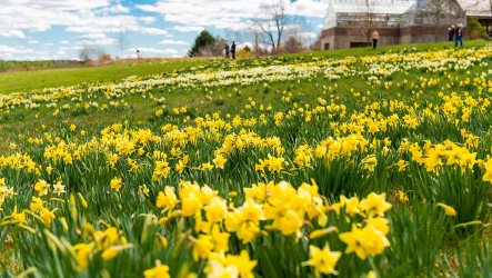 thbg-wpring.jpg