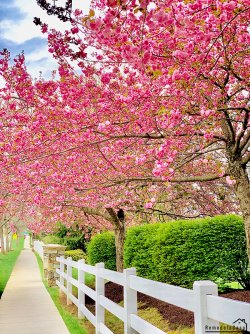 row of flowering cherry trees 1.jpg