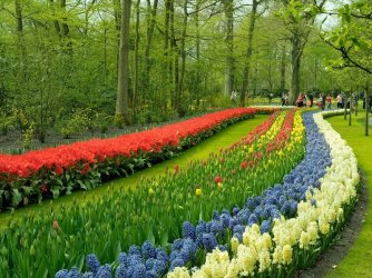 Tulips_Keukenhhof.jpg