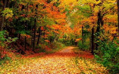 ws_Wonderful_Autumn_Forest_&_Lane_1920x1200.jpg