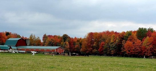fall 4.jpg