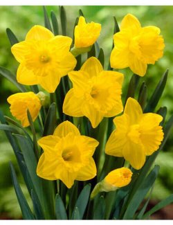 8600399_01V_trumpet-daffodil-dutch-master-set-of-8.jpg