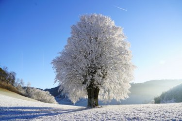 wintry-1959267_1920.jpg