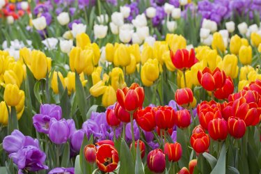 bigstock-Tulip-Beautiful-Bouquet-Of-Tu-74430439.jpg