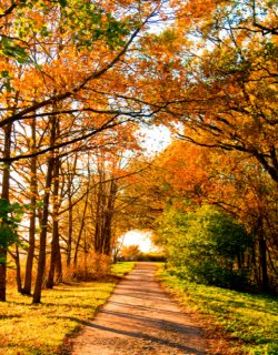 nature-0000817__1408991713__615.jpg