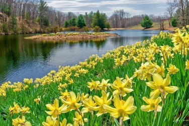 sunny-daffodil-bill-wakeley.jpg