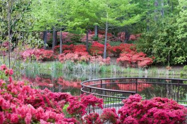 callaway-gardens-azaleas-spring.jpg