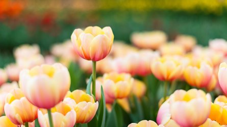 colorful-tulip---focus-on-the-highest-479805796-068e46e7e3b94fc3accf956d95736ba3.jpg