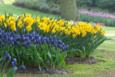 Daffodil-Dutch-Master-and-Muscari-latifolium-LFG.jpg