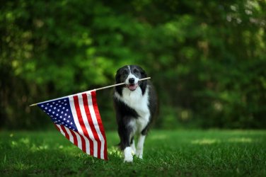 border-collie-4th-of-july.jpg