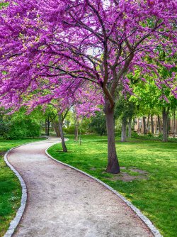 spring-4093325_1280.jpg