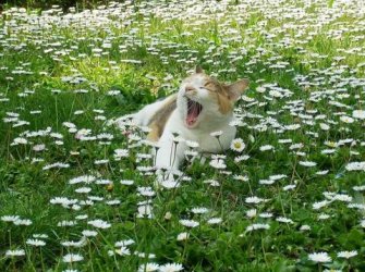 cat-in-garden_large.jpg