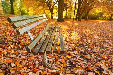 f - autumn_park_craig_robison.jpg