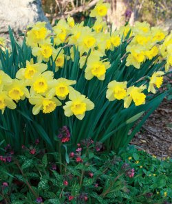 FG162-springcombos-1-700x831.jpg