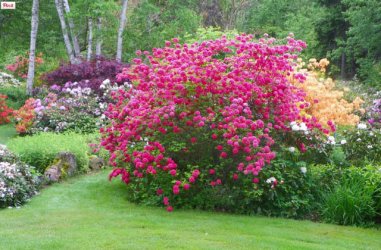 rhododendron-homebush-willow-garden.jpg