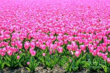 pink-tulips-growing-in-a-field-during-a-beautiful-spring-day-sjoerd-van-der-wal.jpg