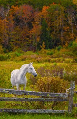 131005GrazeTheFenceAlsteadNHC.jpg