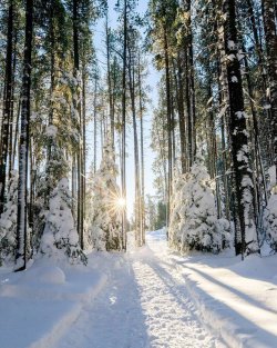 Winter in Cypress Hills.jpg