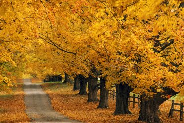 trees-in-autumn-natural-selection-tony-sweet.jpg