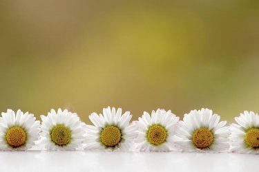horizontal-row-of-white-daisies-with-reflection-marina-sosnovskaya.jpg