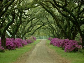 a-beautiful-pathway-lined-with-trees-and-purple-azaleas_u-l-p3jbk50.jpg