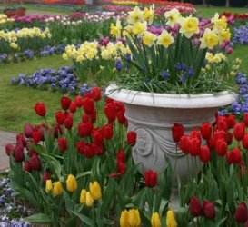 109599-425x390-Daffodil-in-pot-mf.JPG