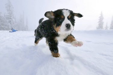 puppy in snow.jpg