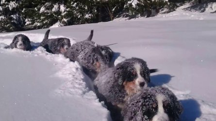 more puppie in the snow.jpg